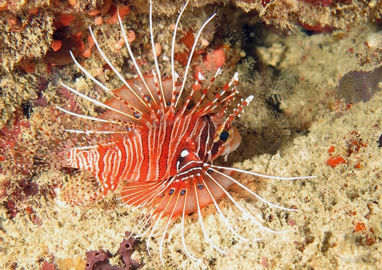 Velidhu - 2013_03_13 - IMG_0685rf_Laffe cornu ou poisson diale ou pterois a antennes - Pterois antennata_Kudafaru thila_Plongee nuit.jpg